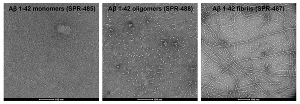 TEM of amyloid beta 1-42 monomers (SPR-485, left), oligomers (SPR-488, middle) and fibrils (SPR-487, right). Negative stain transmission electron microscopy images acquired at 80 Kv on carbon coated 400 mesh copper grids using phosphotungstic acid and uranyl acetate stain. Scale bar = 100 nm.