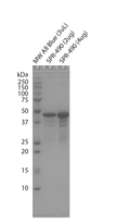 SDS-Page of Tau-352 (fetal 0N3R) Wild-Type Monomers Protein (SPR-490) | Thioflavin T assay of Tau-352 (fetal 0N3R) Wild-Type Monomers Protein (SPR-490)