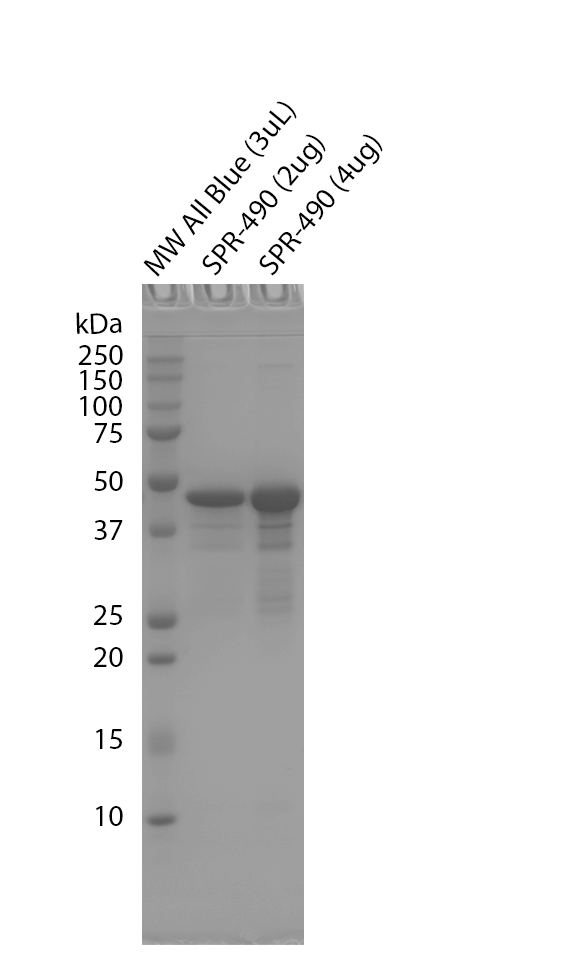 SDS-Page of Tau-352 (fetal 0N3R) Wild-Type Monomers Protein (SPR-490) | Thioflavin T assay of Tau-352 (fetal 0N3R) Wild-Type Monomers Protein (SPR-490)