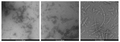 TEM of Tau-352 (fetal 0N3R) Wild-Type Pre-formed Fibrils Protein (SPR-491) | AFM of Tau-352 (fetal 0N3R) Wild-Type Pre-formed Fibrils Protein (SPR-491) | SDS-Page of Tau-352 (fetal 0N3R) Wild-Type Pre-formed Fibrils Protein (SPR-491) | Thioflavin T assay of Tau-352 (fetal 0N3R) Wild-Type Pre-formed Fibrils Protein (SPR-491)
