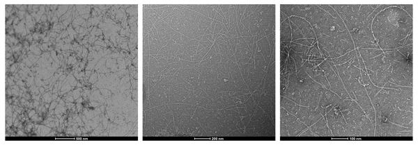 TEM of Amyloid Beta Pyroglutamate 3-42 Pre-formed Fibrils Protein (SPR-492) | AFM of Amyloid Beta Pyroglutamate 3-42 Pre-formed Fibrils Protein (SPR-492) | Western Blot of Amyloid Beta Pyroglutamate 3-42 Pre-formed Fibrils Protein (SPR-492)