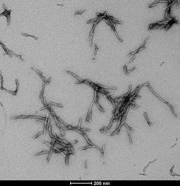 TEM of Human Tau and Alpha Synuclein co-polymer fibrils Protein (SPR-494) | Immuno-TEM of Human Tau and Alpha Synuclein co-polymer fibrils Protein (SPR-494) | SDS-Page of Human Tau and Alpha Synuclein co-polymer fibrils Protein (SPR-494) | Thioflavin T assay of Human Tau and Alpha Synuclein co-polymer fibrils Protein (SPR-494)