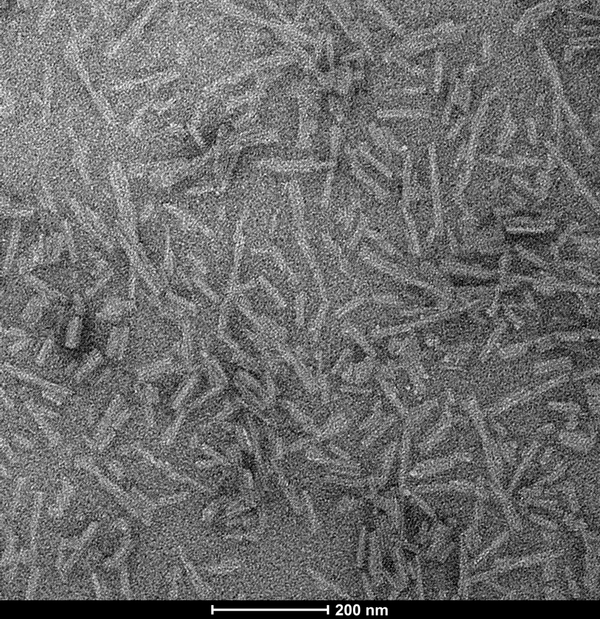 TEM of Human Tau and Alpha Synuclein co-polymer fibrils Protein (SPR-495) | Immuno-TEM of Human Tau and Alpha Synuclein co-polymer fibrils Protein (SPR-495) | SDS-Page of Human Tau and Alpha Synuclein co-polymer fibrils Protein (SPR-495) | Thioflavin T assay of Human Tau and Alpha Synuclein co-polymer fibrils Protein (SPR-495)