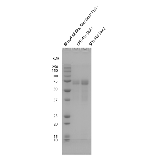 SDS-PAGE of Human Tau-441 (2N4R) Wild-Type Monomers (Baculovirus/Sf9) Protein (SPR-496) | Dot Blot of Human Tau-441 (2N4R) Wild-Type Monomers (Baculovirus/Sf9) Protein (SPR-496) | Mass Spec Table of Human Tau-441 (2N4R) Wild-Type Monomers (Baculovirus/Sf9) Protein (SPR-496)