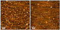 AFM of Tau-441 (2N4R) Wild-Type Oligomers (SPR-497) | Native-PAGE of Tau-441 (2N4R) Wild-Type Oligomers (SPR-497) | Toxicity of Tau-441 (2N4R) Wild-Type Oligomers (SPR-497) | SDS-Page of Tau-441 (2N4R) Wild-Type Oligomers (SPR-497) | Dot Blot of Tau-441 (2N4R) Wild-Type Oligomers (SPR-497)
