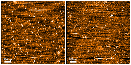 AFM of Tau-441 (2N4R) Wild-Type Oligomers (SPR-497) | Native-PAGE of Tau-441 (2N4R) Wild-Type Oligomers (SPR-497) | Toxicity of Tau-441 (2N4R) Wild-Type Oligomers (SPR-497) | SDS-Page of Tau-441 (2N4R) Wild-Type Oligomers (SPR-497) | Dot Blot of Tau-441 (2N4R) Wild-Type Oligomers (SPR-497)