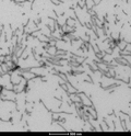 TEM of Tau-441 (2N4R) Wild-Type Pre-Formed Fibrils (Baculovirus/Sf9). Negative stain transmission electron microscopy images acquired at 80 Kv on carbon coated 400 mesh copper grids using phosphotungstic acid and uranyl acetate stain. Scale bar = 500 nm.