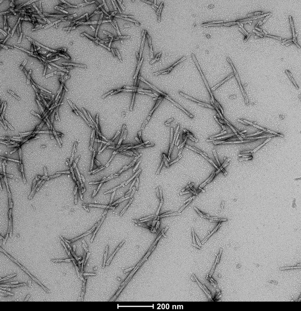 TEM of human alpha synuclein S87N fibrils (SPR-500). Negative stain transmission electron microscopy images acquired at 80 Kv on carbon coated 400 mesh copper grids using phosphotungstic acid and uranyl acetate stain. Scale bar = 200 nm. Method: Samples were prepared for examination in the transmission electron microscope using the ‘direct application method’ (Doane and Anderson 1987).