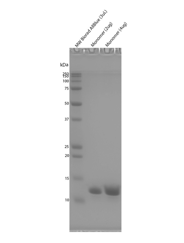 SDS-Page of Human Tau dGAE (297-391) Monomers Protein (SPR-501) | TEM of Human Tau dGAE (297-391) Monomers Protein (SPR-501)