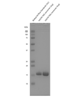 SDS-Page of Human Alpha Synuclein TNG (A53T, S87N, N103G) Mutant Monomers Protein (SPR-503) | Thioflavin T assay of Human Alpha Synuclein TNG (A53T, S87N, N103G) Mutant Monomers Protein (SPR-503)