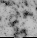 TEM of human alpha synuclein TNG (A53T, S87N, N103G) fibrils (SPR-504). Negative stain transmission electron microscopy images acquired at 80 Kv on carbon coated 400 mesh copper grids using phosphotungstic acid and uranyl acetate stain. Scale bar = 200 nm.