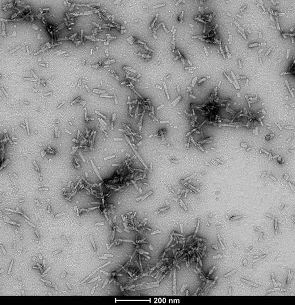 TEM of human alpha synuclein TNG (A53T, S87N, N103G) fibrils (SPR-504). Negative stain transmission electron microscopy images acquired at 80 Kv on carbon coated 400 mesh copper grids using phosphotungstic acid and uranyl acetate stain. Scale bar = 200 nm.