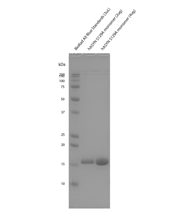 SDS-Page of Human Alpha Synuclein S129A Mutant Monomers Protein (SPR-505) | Thioflavin T assay of Human Alpha Synuclein S129A Mutant Monomers Protein (SPR-505)