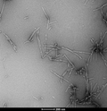 TEM of human alpha synuclein S129A fibrils (SPR-506). Negative stain transmission electron microscopy images acquired at 80 Kv on carbon coated 400 mesh copper grids using phosphotungstic acid and uranyl acetate stain. Scale bar = 200 nm.