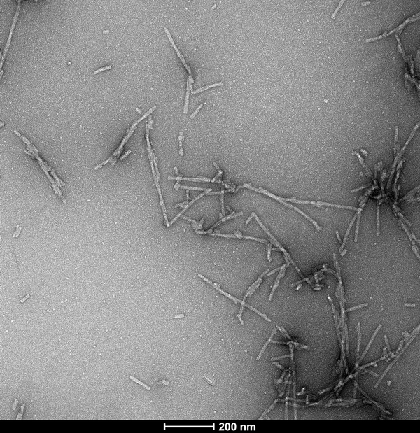 TEM of human alpha synuclein S129A fibrils (SPR-506). Negative stain transmission electron microscopy images acquired at 80 Kv on carbon coated 400 mesh copper grids using phosphotungstic acid and uranyl acetate stain. Scale bar = 200 nm.