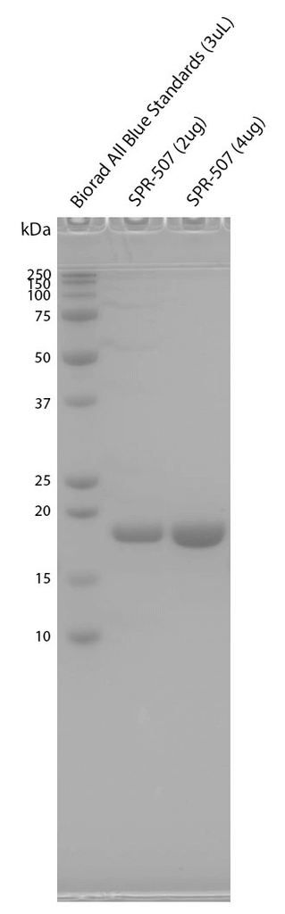 SDS-PAGE analysis of purified Alpha Synuclein Monomers: Biotinylated (SPR-507). | Biotinylation assay on purified Alpha Synuclein Monomers: Biotinylated (SPR-507). | ThT assay of Human Recombinant Alpha Synuclein Protein Monomers: Biotinylated (SPR-507).