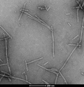 Representative TEM image of Alpha Synuclein Pre-formed Fibrils: Biotinylated (C-Terminus), 200nm scale. Negative stain transmission electron microscopy images of SPR-508 acquired at 80 Kv on carbon coated 400 mesh copper grids using phosphotungstic acid and uranyl acetate stain.
