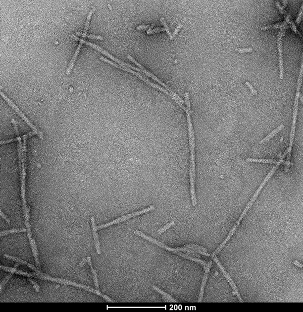 Representative TEM image of Alpha Synuclein Pre-formed Fibrils: Biotinylated (C-Terminus), 200nm scale. Negative stain transmission electron microscopy images of SPR-508 acquired at 80 Kv on carbon coated 400 mesh copper grids using phosphotungstic acid and uranyl acetate stain.