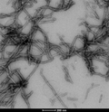 TEM of Tau-383 (ON4R) Wild-Type Pre-formed Fibrils (SPR-510) | Thioflavin T assay of Tau-383 (0N4R) Wild-Type Pre-formed Fibrils Protein (SPR-510) | Sedimentation assay of Tau-383 (0N4R) Wild-Type Pre-formed Fibrils Protein (SPR-510) | AFM of Tau-383 (0N4R) Wild-Type Pre-formed Fibrils Protein (SPR-510) | SDS-PAGE of Tau-383 (0N4R) Wild-Type Pre-formed Fibrils Protein (SPR-510)