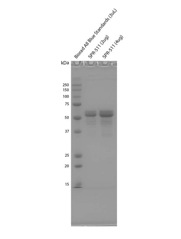 SDS-PAGE of Tau-412 (1N4R) Wild-Type Monomers Protein (SPR-511) | Thioflavin T assay of Tau-412 (1N4R) Wild-Type Monomers Protein (SPR-511)