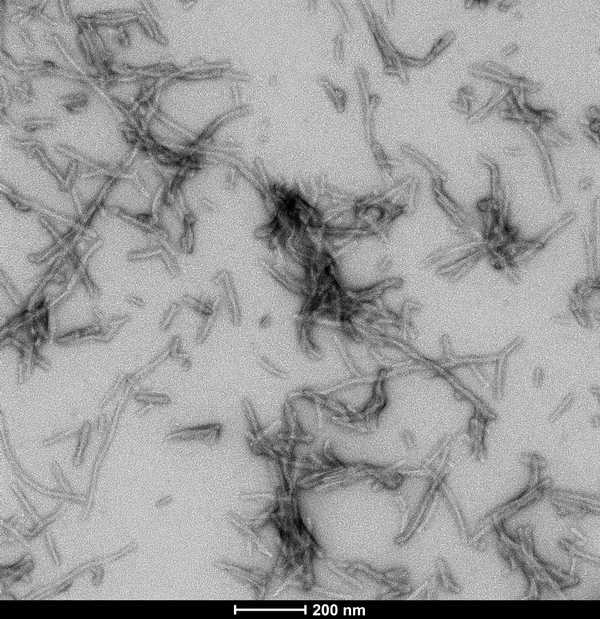 TEM of Tau-412 (1N4R) Wild-Type Pre-formed Fibrils Protein (SPR-512) | Thioflavin T assay of Tau-412 (1N4R) Wild-Type Pre-formed Fibrils Protein (SPR-512) | Sedimentation assay of Tau-412 (1N4R) Wild-Type Pre-formed Fibrils Protein (SPR-512) | AFM of Tau-412 (1N4R) Wild-Type Pre-formed Fibrils Protein (SPR-512) | SDS-PAGE of Tau-412 (1N4R) Wild-Type Pre-formed Fibrils Protein (SPR-512)