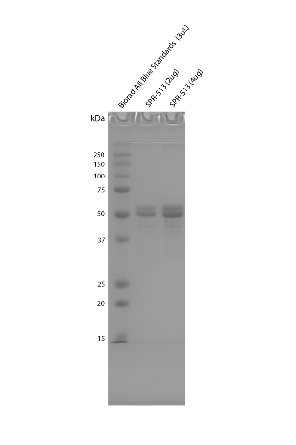SDS-PAGE of Tau-381 (1N3R) Wild-Type Monomers Protein (SPR-513) | Thioflavin T assay of Tau-381 (1N3R) Wild-Type Monomers Protein (SPR-513)