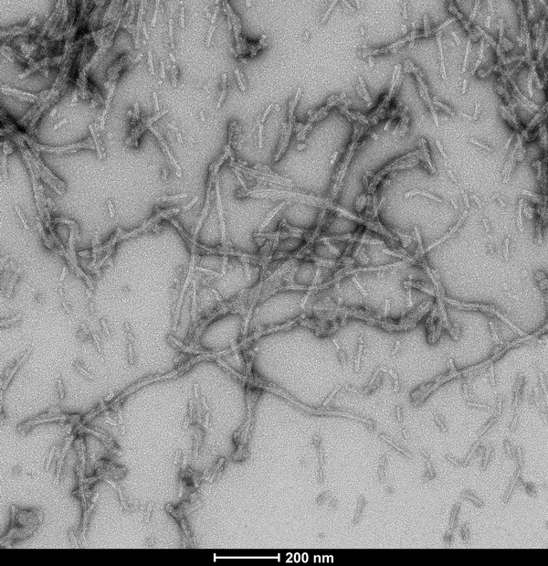 TEM of Tau-381 (1N3R) Wild-Type Pre-formed Fibrils Protein (SPR-514) | Thioflavin T assay of Tau-381 (1N3R) Wild-Type Pre-formed Fibrils Protein (SPR-514) | Sedimentation assay of Tau-381 (1N3R) Wild-Type Pre-formed Fibrils Protein (SPR-514) | TEM of Tau-381 (1N3R) Wild-Type Pre-formed Fibrils Protein (SPR-514) | SDS-PAGE of Tau-381 (1N3R) Wild-Type Pre-formed Fibrils Protein (SPR-514)