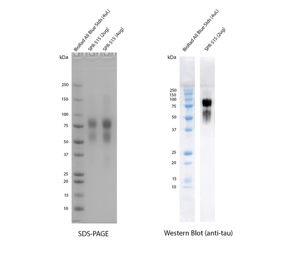 SDS-PAGE and anti-tau western blot of SPR-515. | SDS-PAGE of SPR-515 glycosylation. | Mass spectrometry of human P301S Tau 2N4R monomers expressed using CHO cells (SPR-515). | Mass spectrometry of human P301S Tau 2N4R monomers expressed using CHO cells (SPR-515). | Dot Blot of purified hTau (2N4R) P301S monomers (SPR-515)