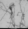 Representative TEM image of Cho-expressed Tau 2N4R P301S Pre-Formed Fibrils (SPR-516), 200nm scale. Negative stain transmission electron microscopy images of SPR-516 acquired at 80 Kv on carbon coated 400 mesh copper grids using phosphotungstic acid and uranyl acetate stain.