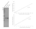 Purity and fluorescent signal of alpha-synuclein E114C-ATTO-488 monomers (SPR-517-A88). Left: SDS-PAGE analysis of SPR-517 monomers on a 12% Bis-Tris gel (left). Right: SPR-517 concentration and fluorescence (excitation 488nm, emission 521 nm) exhibit a linear relationship at all concentrations tested (250 ng/mL – 500 µg/mL).