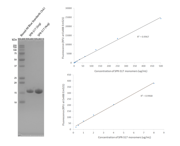 Purity and fluorescent signal of alpha-synuclein E114C-ATTO-488 monomers (SPR-517-A88). Left: SDS-PAGE analysis of SPR-517 monomers on a 12% Bis-Tris gel (left). Right: SPR-517 concentration and fluorescence (excitation 488nm, emission 521 nm) exhibit a linear relationship at all concentrations tested (250 ng/mL – 500 µg/mL).