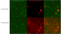 Neuronal uptake of ATTO-488–conjugated Alpha Synuclein E114C Pre-formed Fibrils (SPR-518-A488), seen by fluorescence after Trypan Blue quenching. mCherry-expressing neurons (via AAVs) were treated with SPR-518, then Trypan Blue to quench extracellular PFF fluorescence; ATTO-488 signal remaining (bottom row) is from internalized PFFs. Higher post-quench mCherry reflects spectral overlap (mCherry ex587/em610; Trypan Blue ex560/em630).