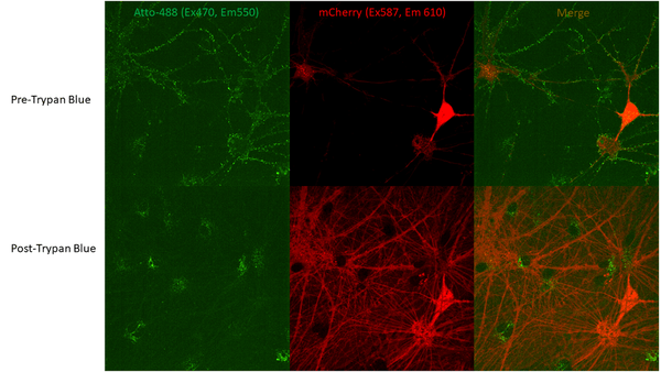 Neuronal uptake of ATTO-488–conjugated Alpha Synuclein E114C Pre-formed Fibrils (SPR-518-A488), seen by fluorescence after Trypan Blue quenching. mCherry-expressing neurons (via AAVs) were treated with SPR-518, then Trypan Blue to quench extracellular PFF fluorescence; ATTO-488 signal remaining (bottom row) is from internalized PFFs. Higher post-quench mCherry reflects spectral overlap (mCherry ex587/em610; Trypan Blue ex560/em630).