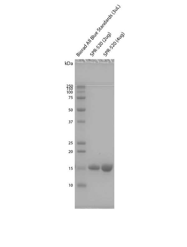 SDS-PAGE analysis of purified Human Recombinant Alpha Synuclein pSer129 Monomers (SPR-520) | Dot Blot of Alpha Synuclein pSer129 Monomers (SPR-520) | Mass Spec Bar Graph of Alpha Synuclein pSer129 Monomers (SPR-520) | Thioflavin T assay of Alpha Synuclein pSer129 Monomers (SPR-520)