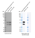 SDS-PAGE (left) and Western blot (right) of purified Human Recombinant TDP-43 Hexamutant Monomers (SPR-522) on a 12% Tris-Glycine gel. WB: Rabbit anti-TDP-43 (Rockland 600-401-FB4) primary 1:1000; goat anti-rabbit IgG:HRP H&L (Rockland 611-103-122) secondary 1:4000; 1 s exposure. The ~35 kDa cleavage product is also recognized by the anti-TDP-43 antibody.