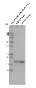 SDS-Page of Tau (K18) Wild-Type Monomers (SPR-524) | Thioflavin T assay of Human Tau (K18) Wild-Type Monomers Protein (SPR-524)