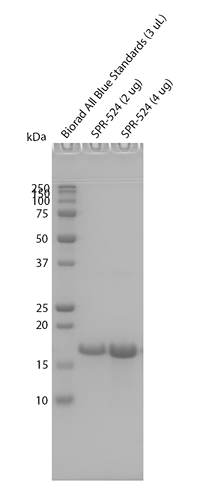 SDS-Page of Tau (K18) Wild-Type Monomers (SPR-524) | Thioflavin T assay of Human Tau (K18) Wild-Type Monomers Protein (SPR-524)
