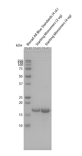 SDS-Page of Tau (K18) Wild-Type Pre-formed Fibrils (SPR-525) | TEM of Tau (K18) Wild-Type Pre-formed Fibrils (SPR-525) | Sedimentation assay of Tau (K18) Wild-Type Pre-formed Fibrils (SPR-525) | Thioflavin T assay of Tau (K18) Wild-Type Pre-formed Fibrils (SPR-525) | TEM of Tau (K18) Wild-Type Pre-formed Fibrils (SPR-525)
