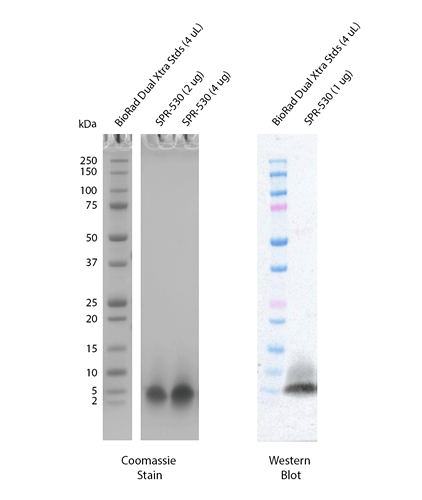 SDS-Page of Amyloid Beta Peptide 1-40 Monomers (SPR-530)