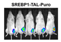 SREBP1 Reporter Lentivirus – Figure 1 of 3