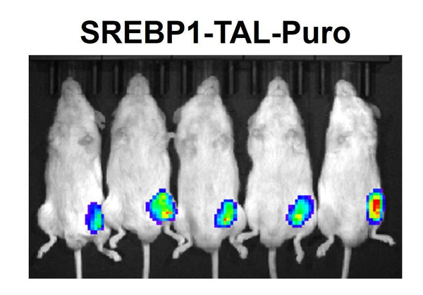 SREBP1 Reporter Lentivirus – Figure 1 of 3