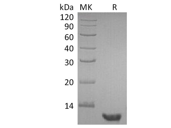Recombinant Human EGF Protein – Figure 1 of 2