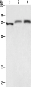 RDX Polyclonal Antibody – Figure 1 of 4