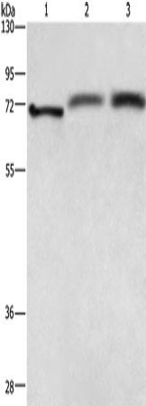 RDX Polyclonal Antibody – Figure 1 of 4