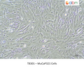 MuCaP321 Cells – Figure 1 of 1