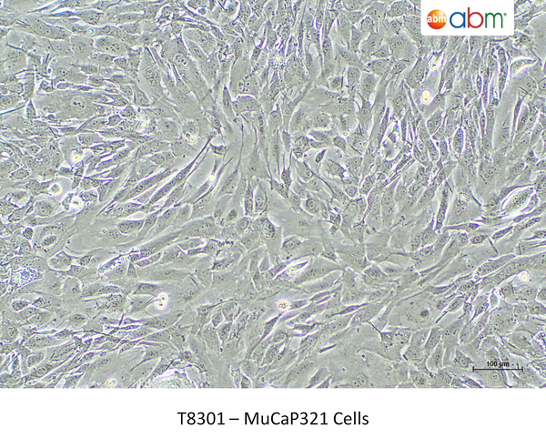MuCaP321 Cells – Figure 1 of 1