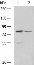 SORBS2 Polyclonal Antibody – Figure 1 of 3