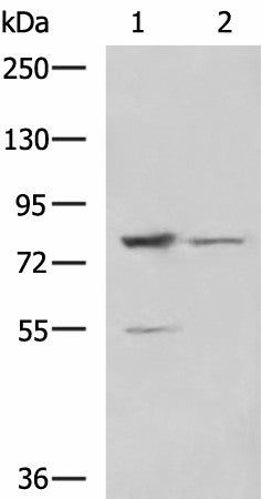 SORBS2 Polyclonal Antibody – Figure 1 of 3
