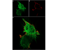 ω-Agatoxin IVA-ATTO Fluor-647N