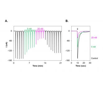 αA-Conotoxin PIVA